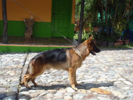 Criadero de El Erickal